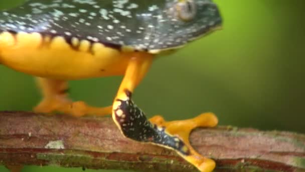 Видео Зеленой Желтой Лягушки Amazon Leaf Frog Cruziohyla Craspedopus — стоковое видео