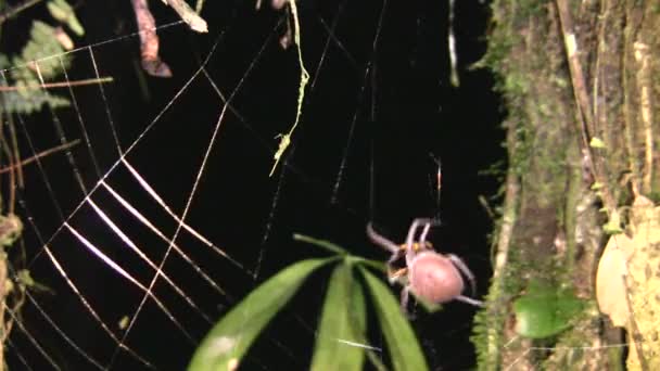 Video Von Spinne Furchterregendem Insekt — Stockvideo