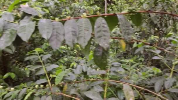 가지에 커피나무 비디오 — 비디오
