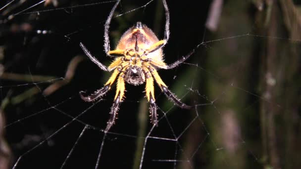 Örümcek Videosu Korkunç Böcek — Stok video