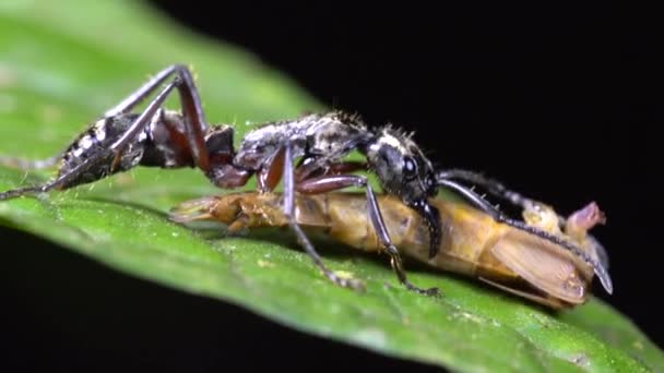 Harige Panter Mier Pachycondyla Villosa Dragen Deel Van Sprinkhaan Zijn — Stockvideo