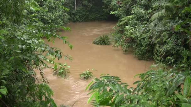 Flujo Agua Del Río Bosque Verde Video — Vídeos de Stock