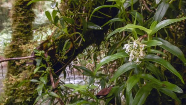 Vídeo Flujo Fluvial Sobre Fondo Flora Verde Flores Blancas — Vídeo de stock