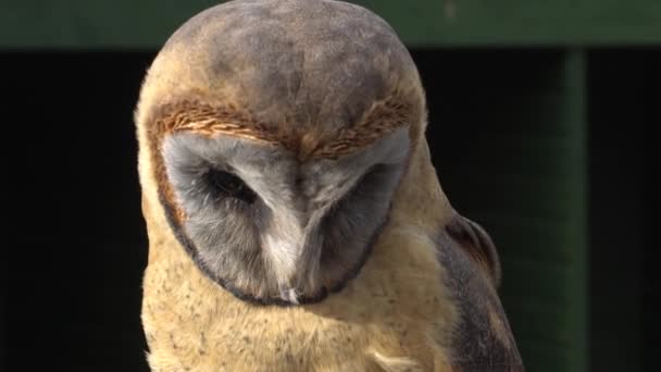 Video Ashy Faced Barn Owl Tyto Glaucops — Stock Video