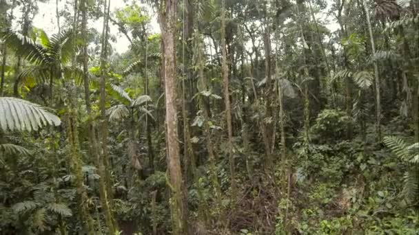 arbres tropicaux verts, flore de l'environnement, vidéo de forêt 