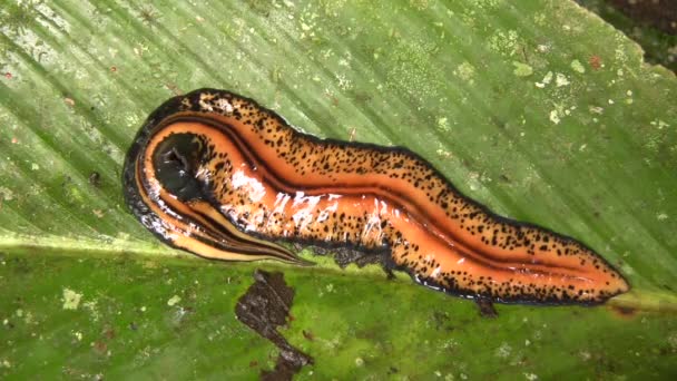 Video Del Gusano Planariano Gigante Amazonía Ecuatoriana — Vídeos de Stock