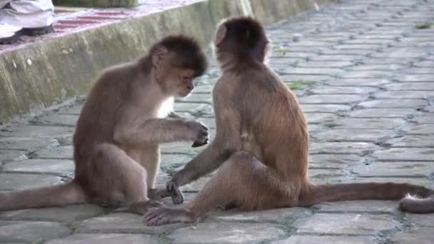 Vídeo Macacos Capuchinhos Frente Branca Cebus Albifrons Amazônia Equatoriana — Vídeo de Stock