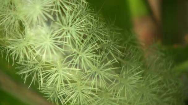 緑の毛虫のビデオ オートメリスの幼虫 サトニダイア エクアドルアマゾン — ストック動画