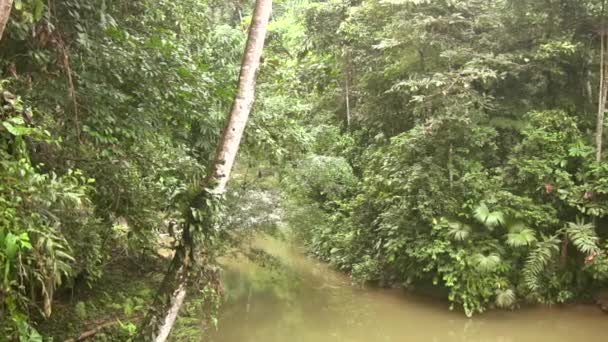 Fluxo Água Rio Floresta Verde Vídeo — Vídeo de Stock