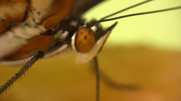 Närbild Video Postman Longwing Butterfly Heliconius Melopemene — Stockvideo