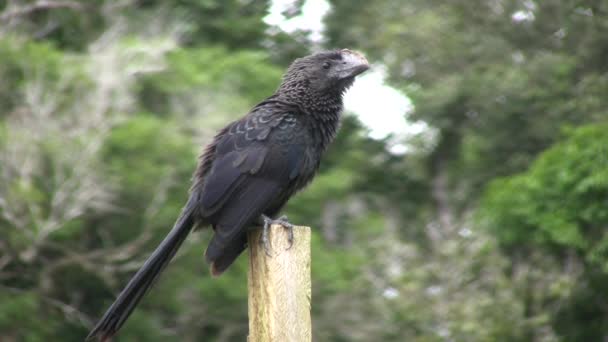 Video Smooth Billed Ani Crotophagus Ani — Stock video