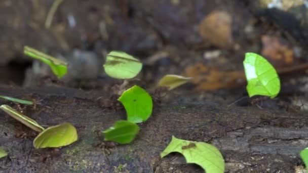 Slowmotion Video Blad Cutter Myror Atta Bärande Bitar Blad — Stockvideo