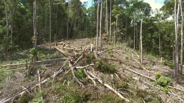 Video Von Tropischem Regenwald Gefällten Bäumen — Stockvideo