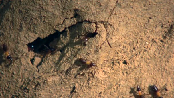 Vídeo Nasute Termites Defendendo Quebra Ninho Floresta Tropical Equador — Vídeo de Stock