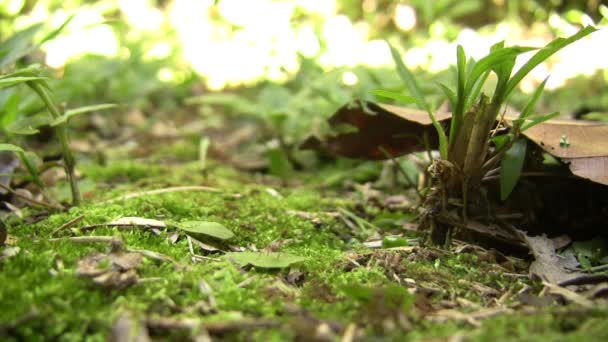 나뭇잎을 자르는 개미들의 나뭇잎을 다니는 바삭바삭 일개미들의 — 비디오