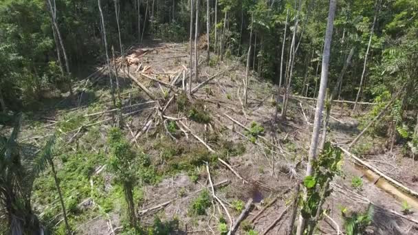 Vídeo Selva Tropical Árboles Talados — Vídeo de stock