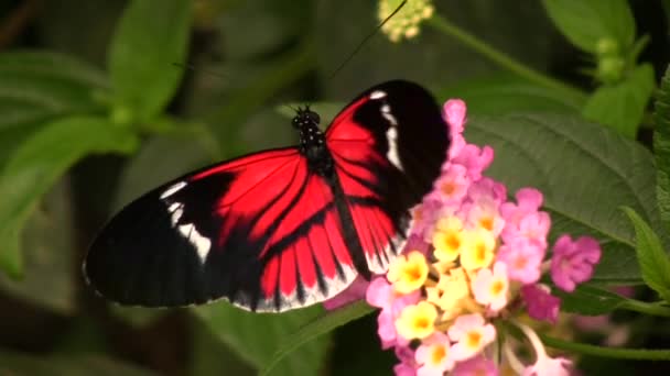 Wideo Listonosza Długoskrzydły Motyl Heliconius Melopemene Czerwony Czarny Motyl — Wideo stockowe