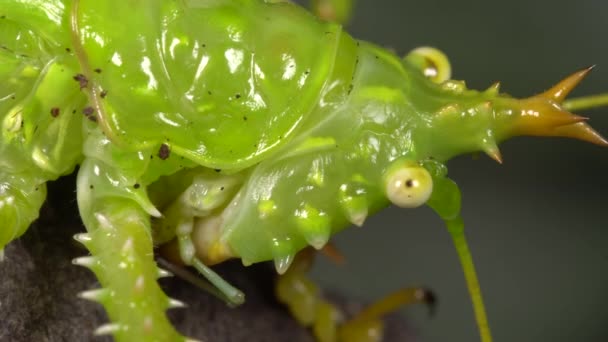 Zbliżenie Wideo Thorny Diabeł Katydid Panacanthus Cuspidatus Zielony Świerszcz — Wideo stockowe