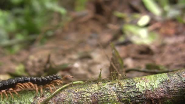 모형이 뒷면에 노래기를 에콰도르 아마존의 통나무를 — 비디오