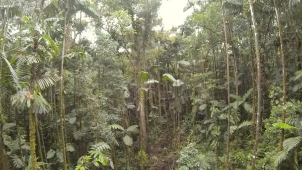 Зеленые Тропические Деревья Окружающая Флора Видео Леса — стоковое видео