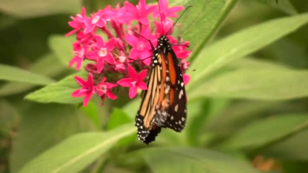 Vídeo Mariposa Monarca Danaus Plexippus — Vídeo de stock