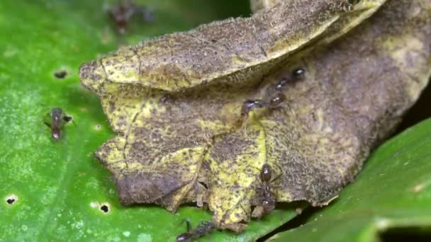 Video Lapso Tiempo Insectos Hormigas Azteca Hoja Verde Selva Tropical — Vídeo de stock