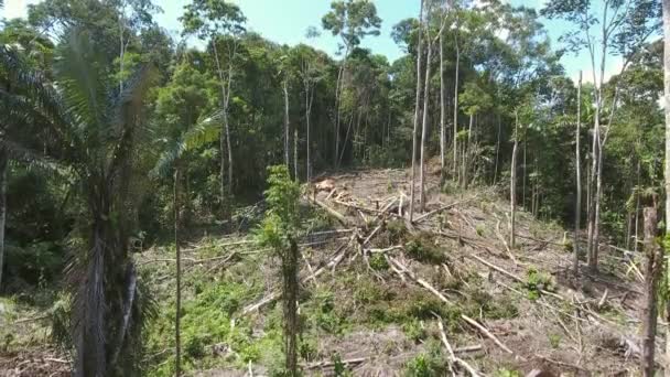 Video Von Tropischem Regenwald Gefällten Bäumen — Stockvideo