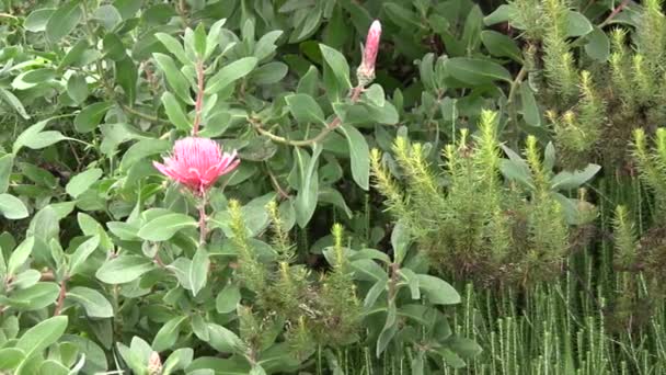 Λουλούδια Πράσινο Δάσος Περιβάλλον Ανθικά Φύλλα Βίντεο — Αρχείο Βίντεο