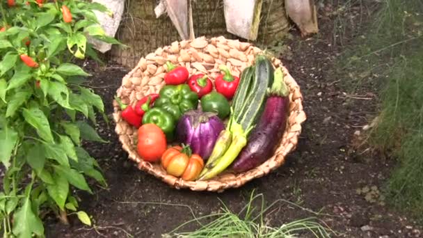 Vídeo Legumes Cesta Madeira — Vídeo de Stock
