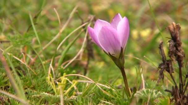 Vídeo Flor Violeta Púrpura — Vídeos de Stock