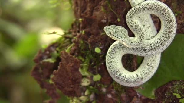 Video Two Striped Forest Pitviper Snake Attack Bothriopsis Bilineata Rainforest — Stock Video