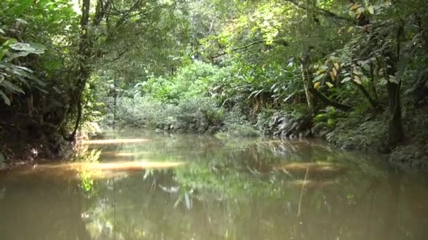 Rzeczny Przepływ Wody Zielonym Lesie Wideo — Wideo stockowe