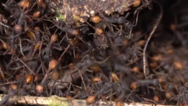 Video Van Mieren Die Bosgrond Lopen — Stockvideo