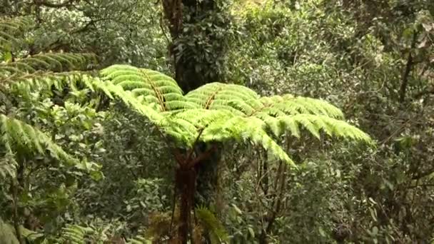 feuillage forestier vert, feuilles de fougère verte 