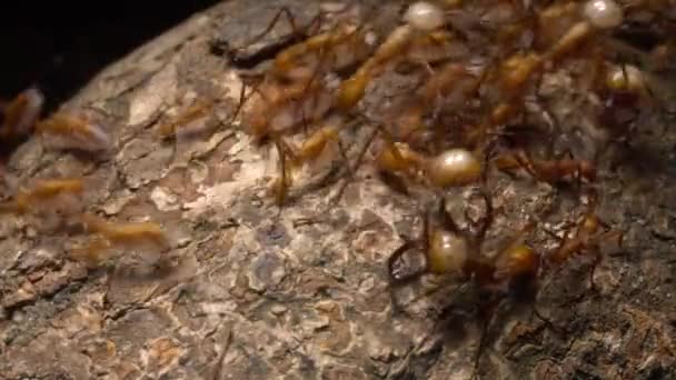 Braune Ameisen Army Ameisen Eciton Laufen Auf Dem Boden Des — Stockvideo