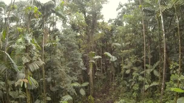 Groene Tropische Bomen Flora Van Het Milieu Video Van Het — Stockvideo