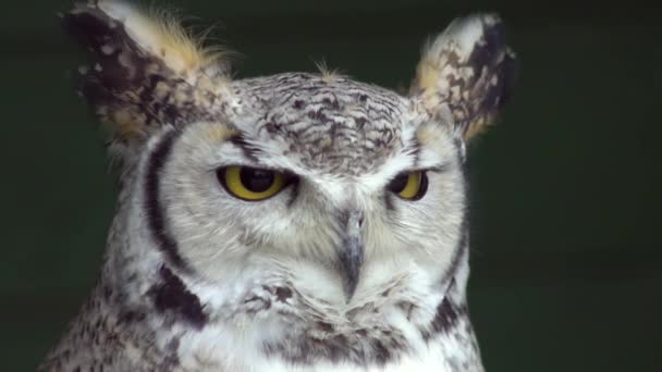 비디오 European Eagle Owl Bubo Bubo — 비디오