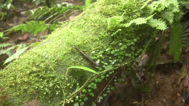 vidéo de Amazon Climbing Salamander, Bolitoglossa altamazonica