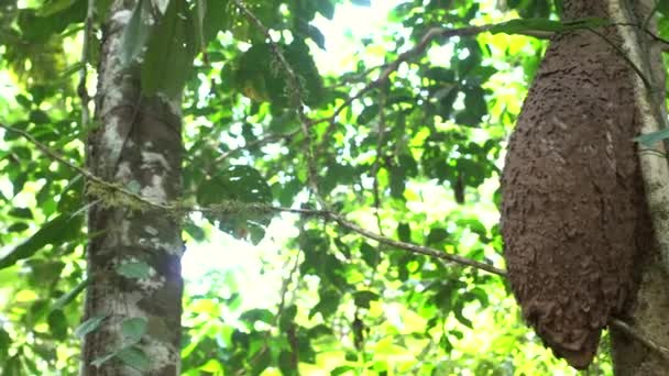 Vidéo Insectes Nichent Sur Arbre Forêt Tropicale Humide Équateur — Video