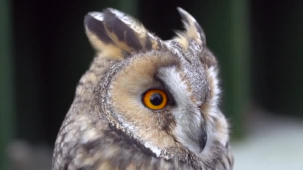 Відео European Eagle Owl Bubo Bubo — стокове відео