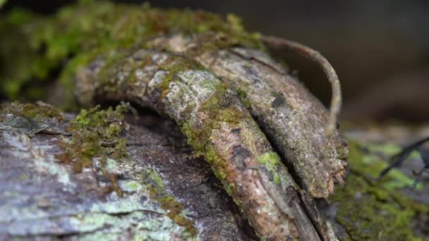 Kaplumbağa Karınca Kafatası Atratus Ekvador Amazon Undaki Ağaç Dalında Yürüdüğü — Stok video
