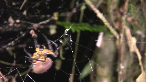 vidéo de l'araignée, effrayant insecte