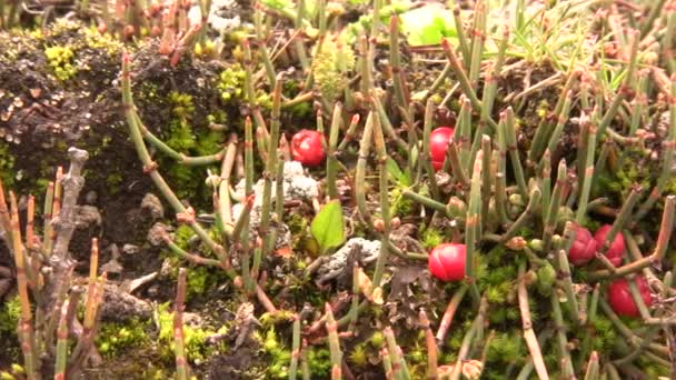 Vídeo Ephedra Americana Arbusto Gymnosperm Prostrado Fonte Alcalóide Efedrina — Vídeo de Stock