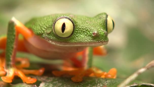 Video Malé Zelené Žáby Listové Agalychnis Hulli Mžourá Očima Ekvádor — Stock video