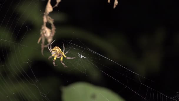 热带昆虫的视频 蜘蛛网上的蜘蛛 — 图库视频影像