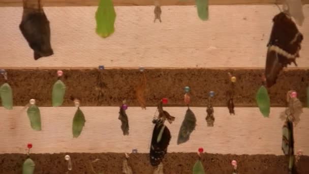 Butterflies Pupae Wall Farm Video — Stock Video