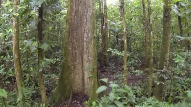 Yeşil Orman Ağaçlarının Yosun Çimenli Ağaç Gövdelerinin Yatay Balık Gözü — Stok video