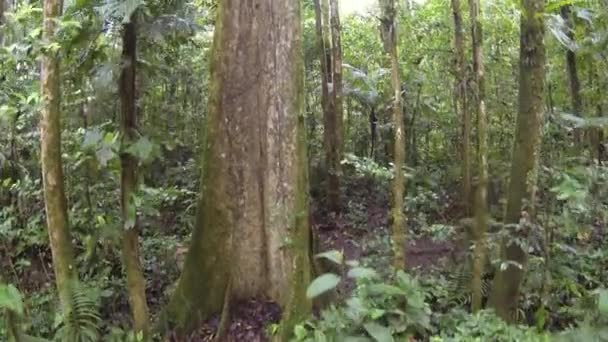 Horizontale Visoogvideo Van Groene Bosbomen Boomstammen Met Mos Gras — Stockvideo