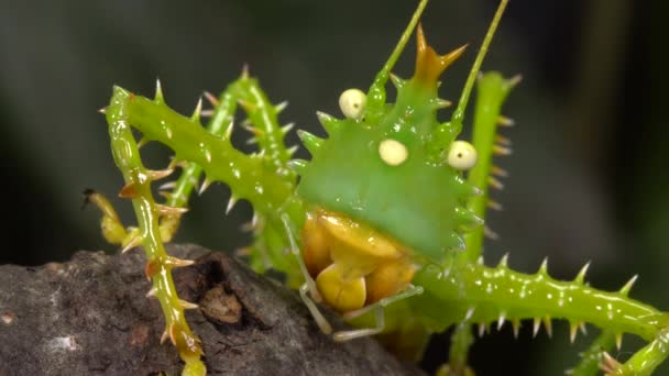 Close Video Thorny Devil Katydid Panacanthus Cuspidatus Grillo Verde — Vídeos de Stock