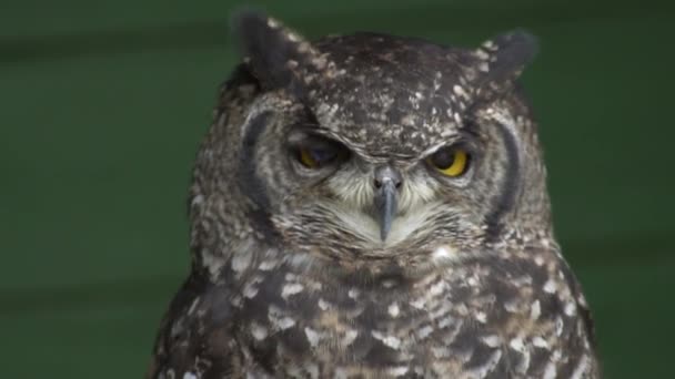 African Spotted Eagle Owl Bubo Africanus Video — Stok Video